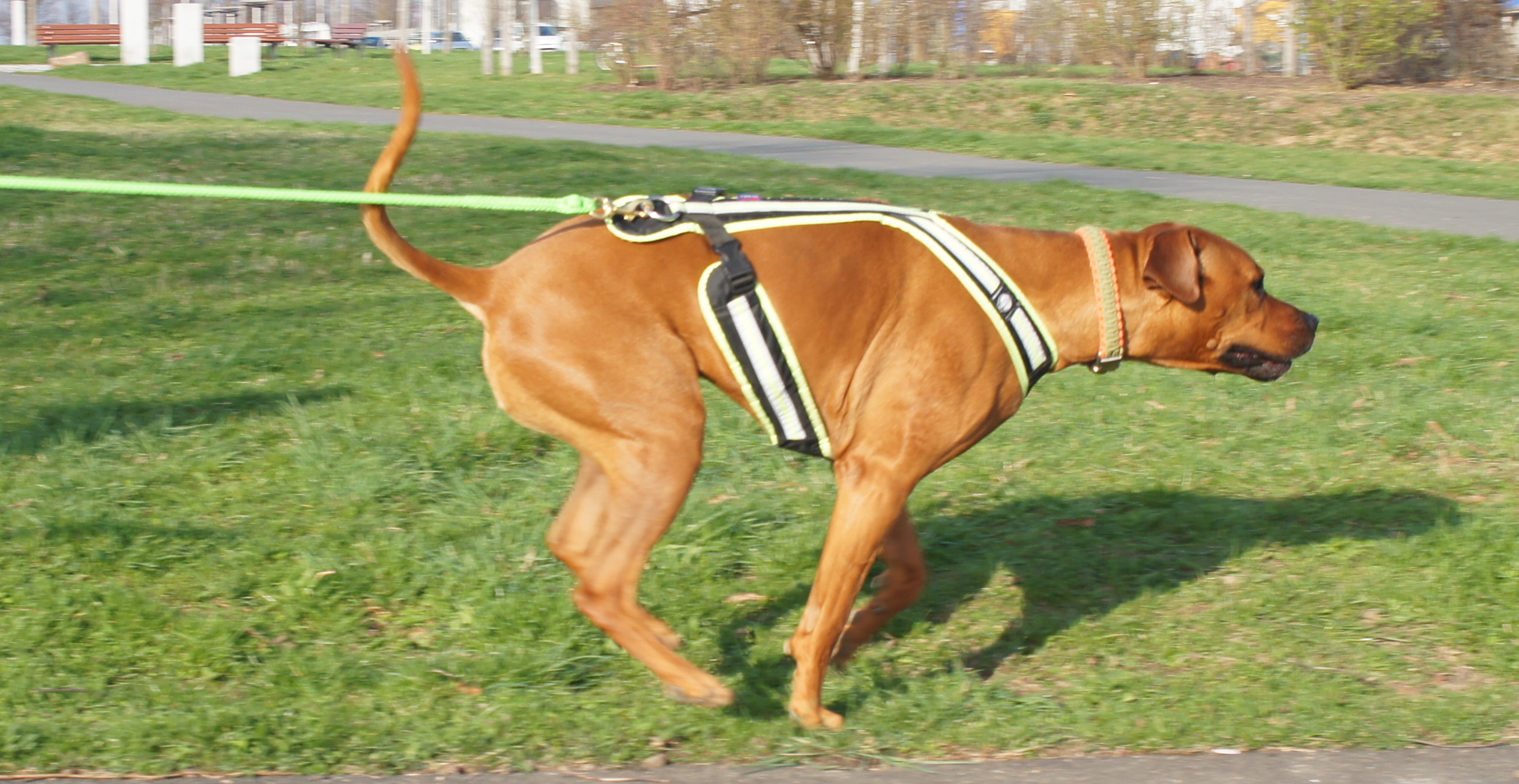 Führ- und Zuggeschirr Zero DC Safety / Short